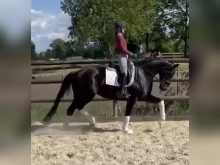 Hannoveraner Stute 5 Jahre 168 cm Rappe in Hamm