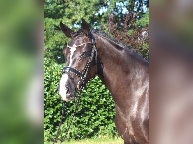 Hannoveraner Stute 5 Jahre 168 cm Rappe in Selsingen