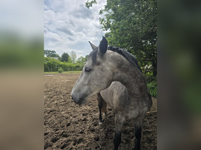 Hannoveraner Stute 5 Jahre 168 cm Schimmel in Neustadt am Rübenberge