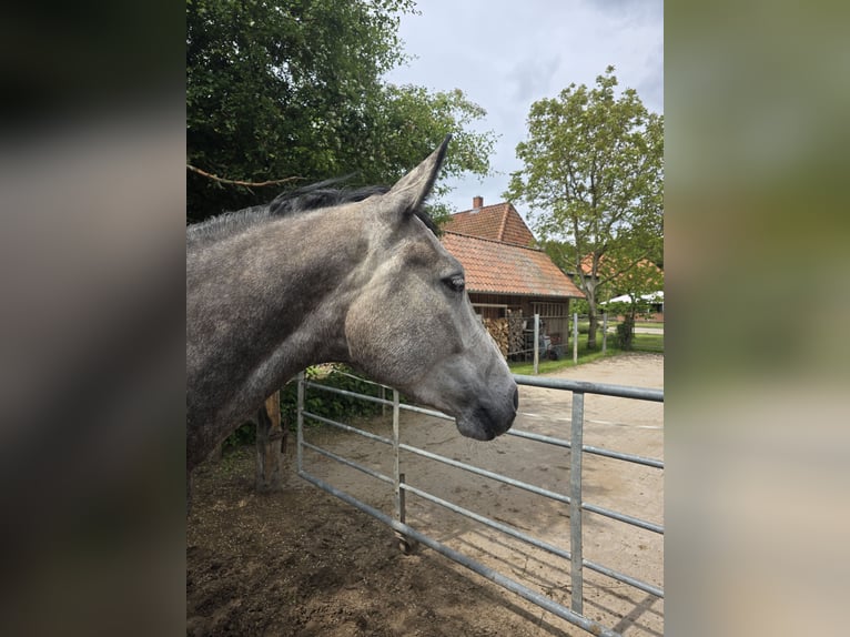 Hannoveraner Stute 5 Jahre 168 cm Schimmel in Neustadt am Rübenberge