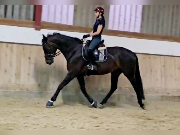 Hannoveraner Stute 5 Jahre 168 cm Schwarzbrauner in Böheimkirchen