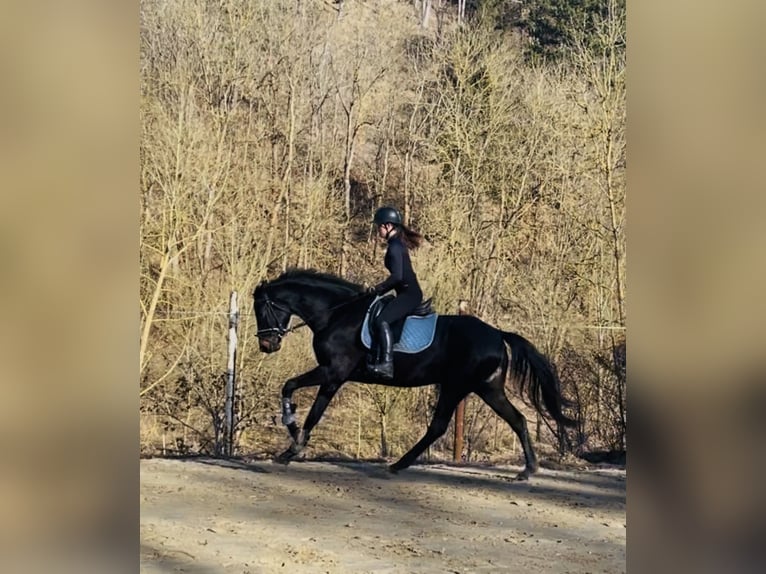 Hannoveraner Stute 5 Jahre 168 cm Schwarzbrauner in Hetschburg