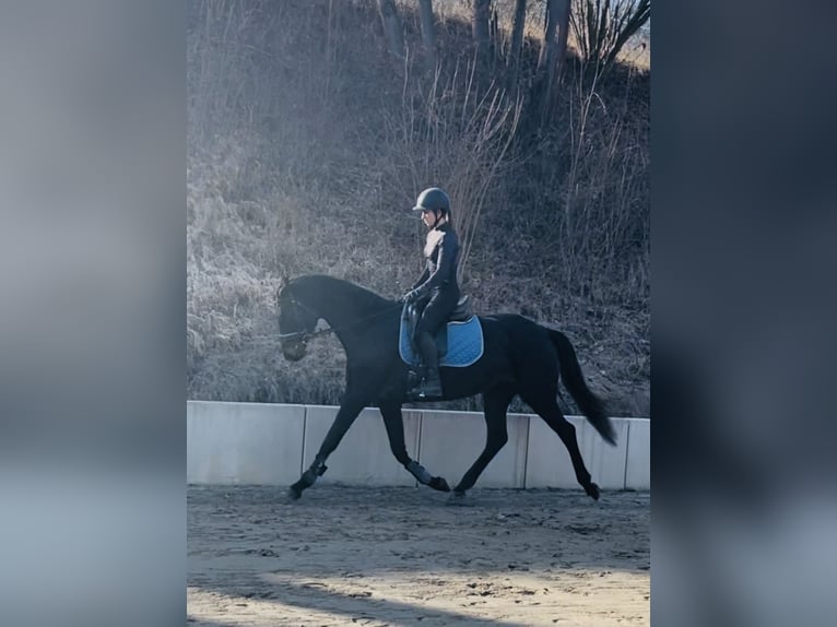 Hannoveraner Stute 5 Jahre 168 cm Schwarzbrauner in Hetschburg