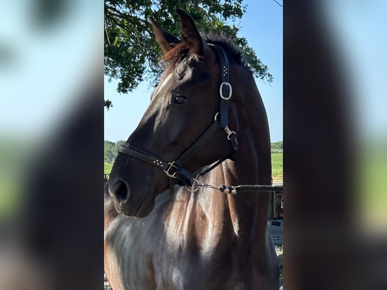 Hannoveraner Stute 5 Jahre 168 cm Schwarzbrauner in Wielen