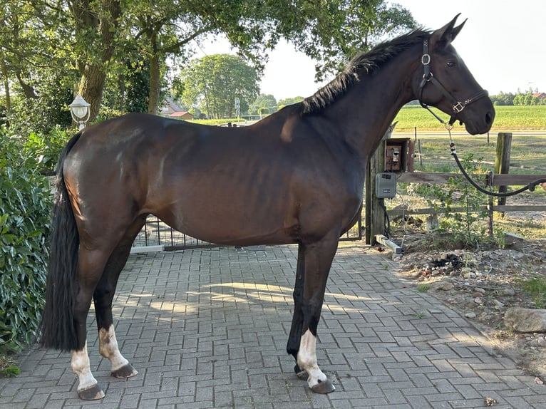 Hannoveraner Stute 5 Jahre 168 cm Schwarzbrauner in Wielen