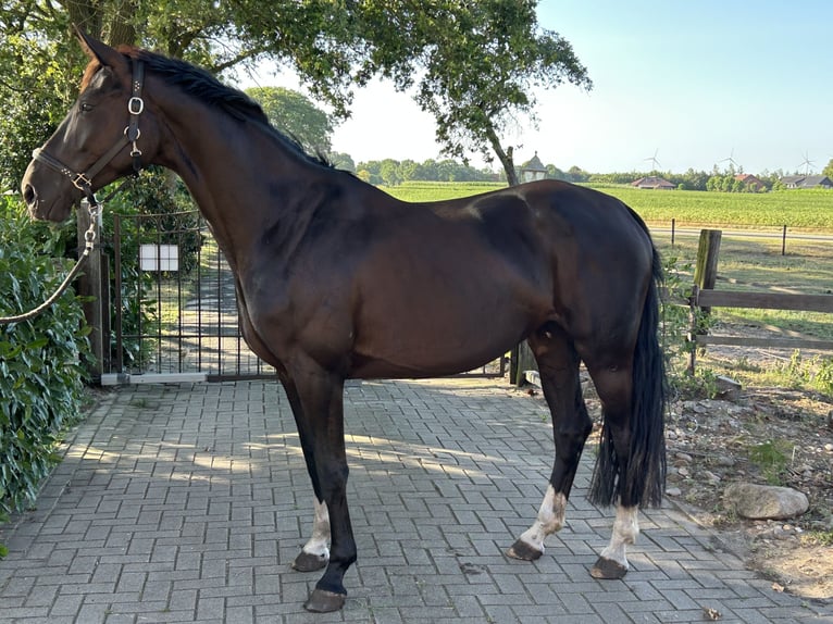 Hannoveraner Stute 5 Jahre 168 cm Schwarzbrauner in Wielen
