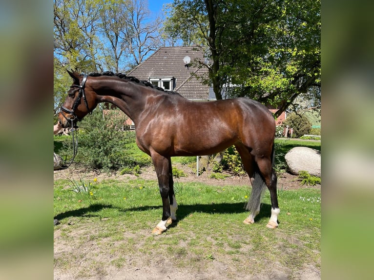 Hannoveraner Stute 5 Jahre 169 cm Brauner in Kutenholz Hannoveraner Stute 5 Jahre 169 cm Brauner in Kutenholz