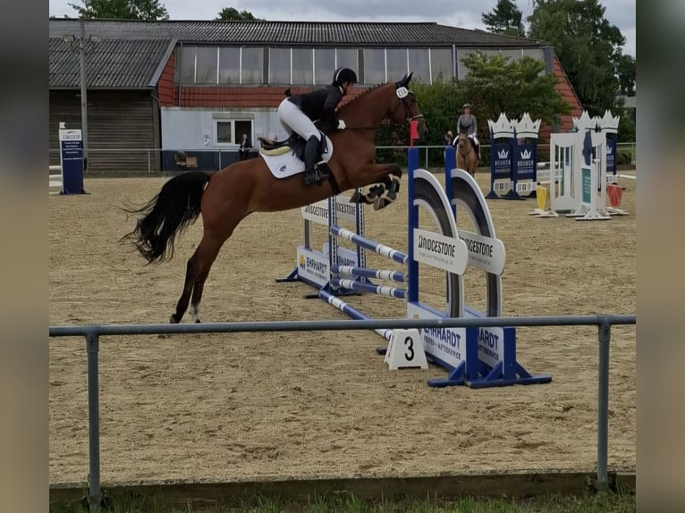Hannoveraner Stute 5 Jahre 169 cm Brauner in Wolfsburg