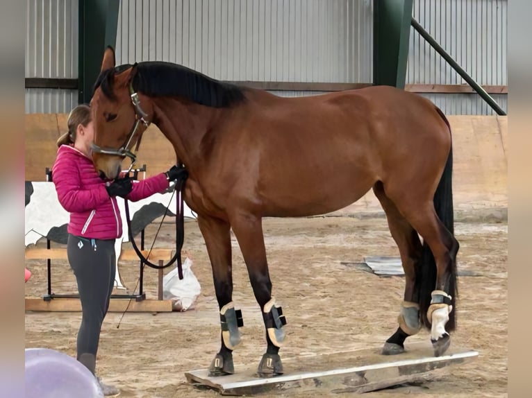 Hannoveraner Stute 5 Jahre 169 cm Brauner in Wolfsburg