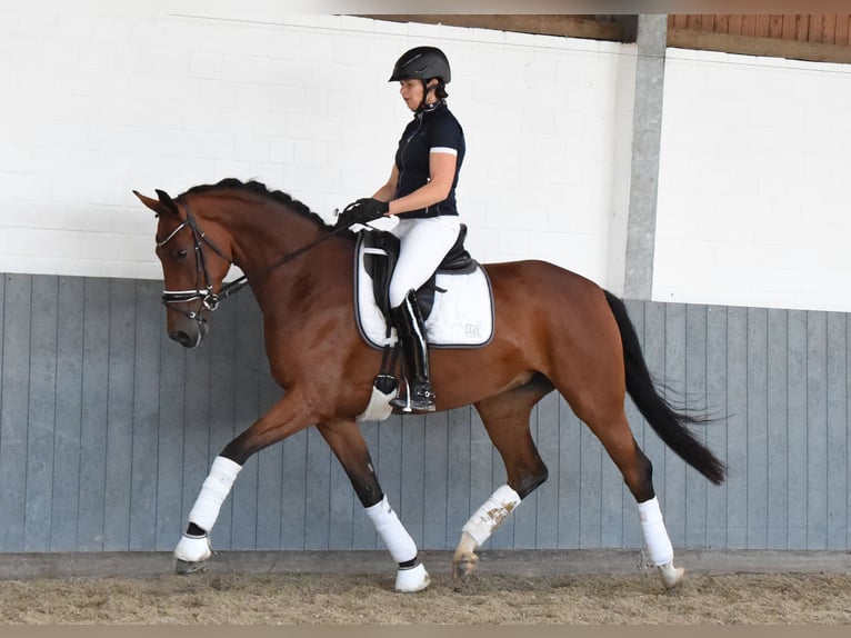 Hannoveraner Stute 5 Jahre 169 cm Brauner in Tiddische