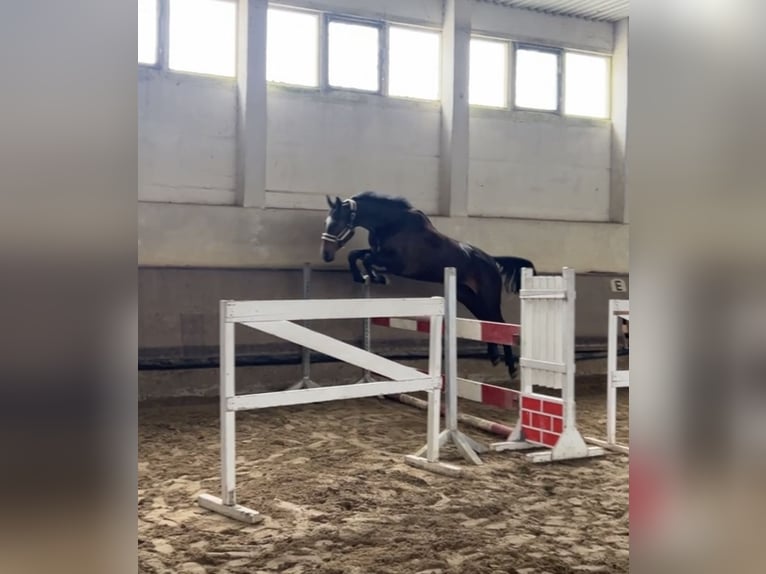 Hannoveraner Stute 5 Jahre 169 cm Brauner in Z&#xF6;rbig