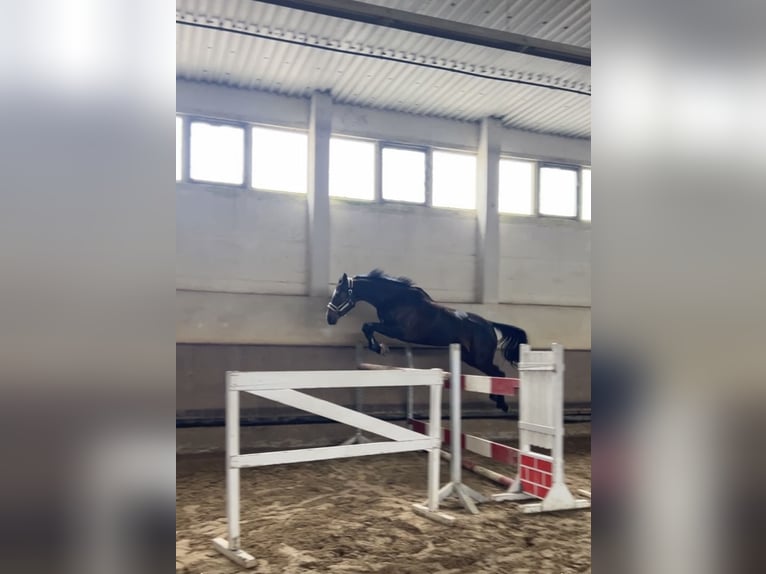 Hannoveraner Stute 5 Jahre 169 cm Brauner in Z&#xF6;rbig