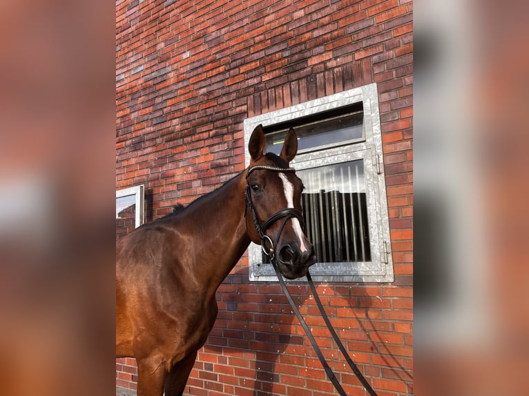 Hannoveraner Stute 5 Jahre 169 cm Dunkelbrauner in Hasel&#xFC;nne