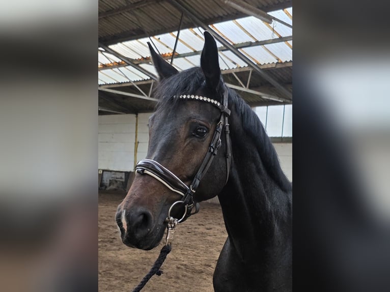 Hannoveraner Stute 5 Jahre 169 cm Dunkelbrauner in Braunschweig