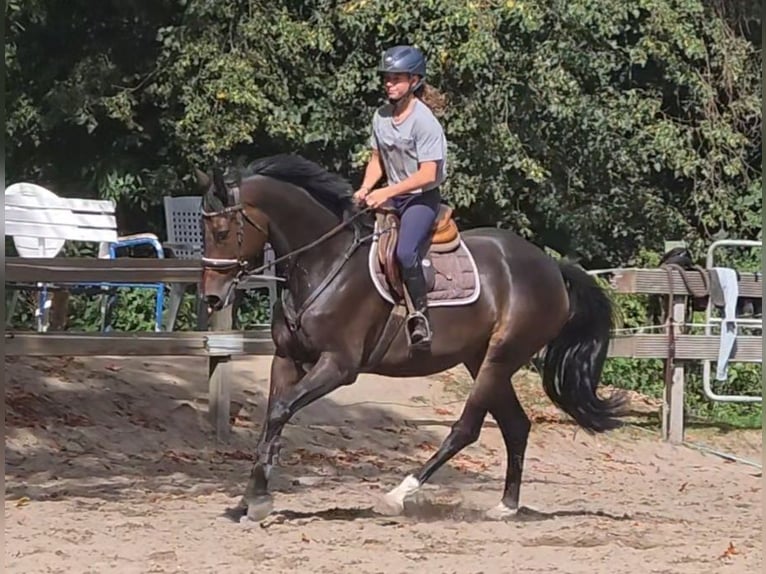 Hannoveraner Stute 5 Jahre 169 cm Dunkelbrauner in Braunschweig