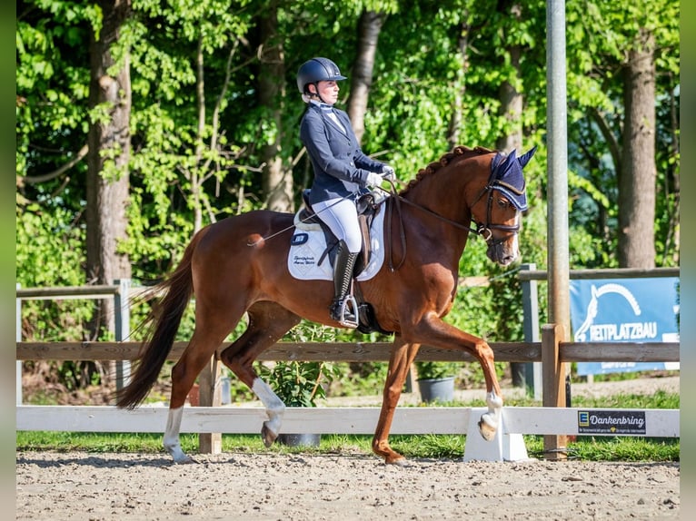 Hannoveraner Stute 5 Jahre 169 cm Fuchs in Celle