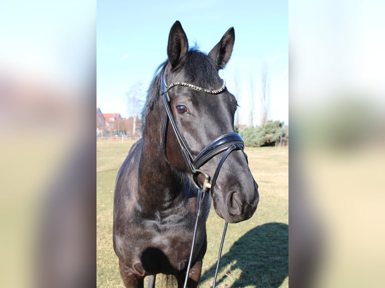 Hannoveraner Stute 5 Jahre 169 cm Rappe in Langelsheim