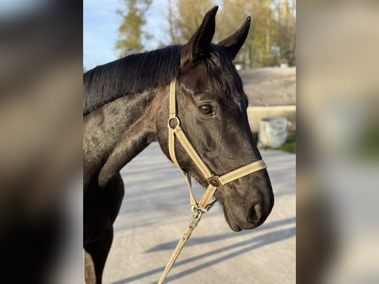 Hannoveraner Stute 5 Jahre 169 cm Rappe in Sch&#xFC;ttorf