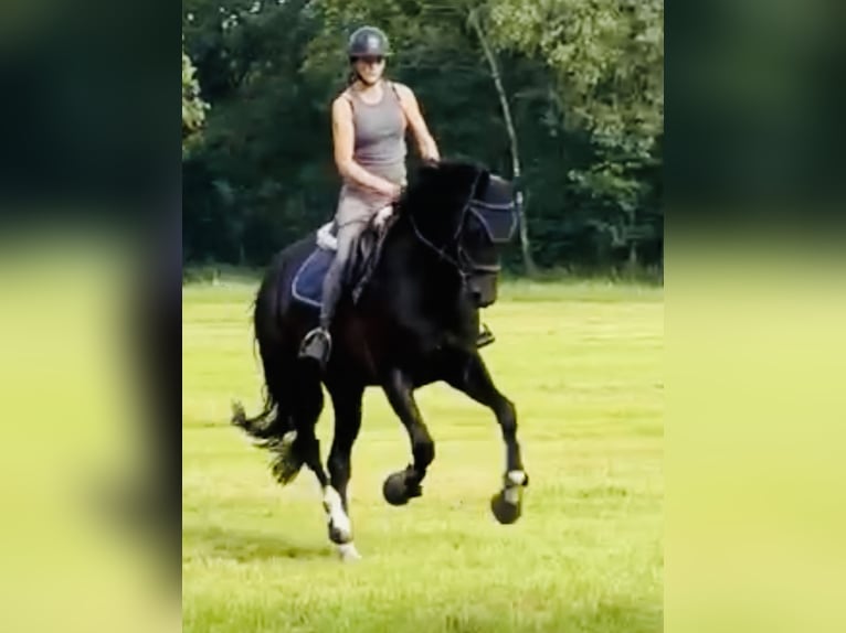 Hannoveraner Stute 5 Jahre 169 cm Rappe in Sch&#xFC;ttorf