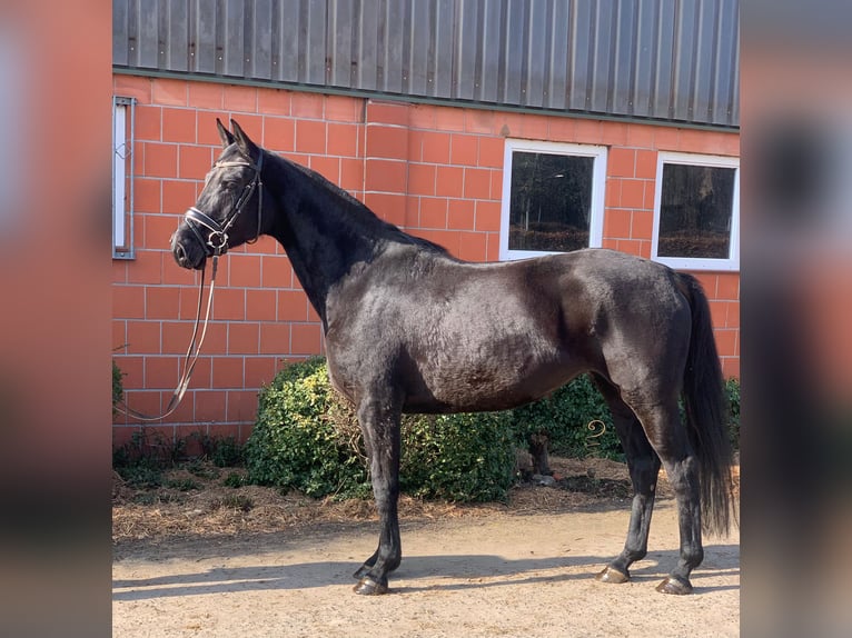 Hannoveraner Stute 5 Jahre 169 cm Rappe in Hepstedz