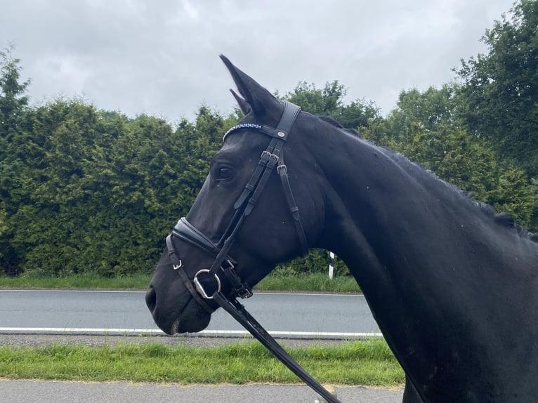 Hannoveraner Stute 5 Jahre 169 cm Rappe in Hude (Oldenburg)