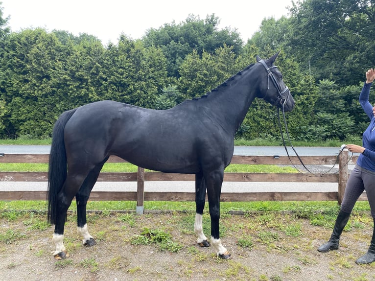 Hannoveraner Stute 5 Jahre 169 cm Rappe in Hude (Oldenburg)