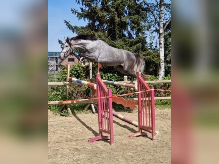 Hannoveraner Stute 5 Jahre 169 cm Schimmel in Korschenbroich