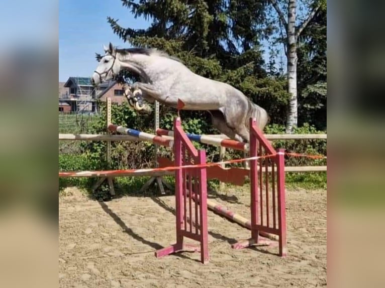 Hannoveraner Stute 5 Jahre 169 cm Schimmel in Korschenbroich