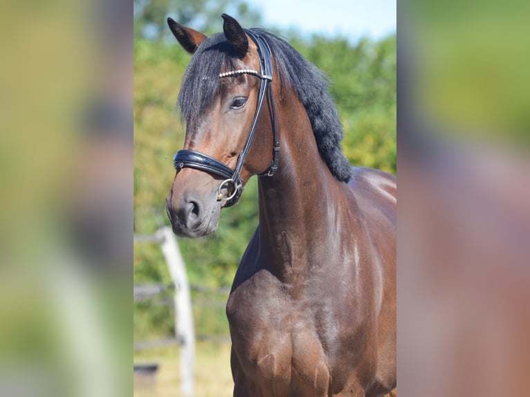 Hannoveraner Stute 5 Jahre 169 cm Schwarzbrauner in Marigny