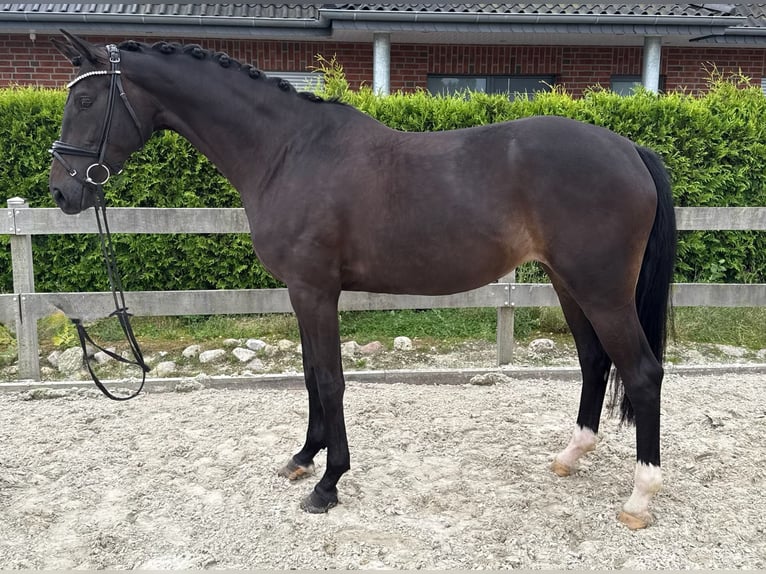 Hannoveraner Stute 5 Jahre 169 cm Schwarzbrauner in Bargstedt