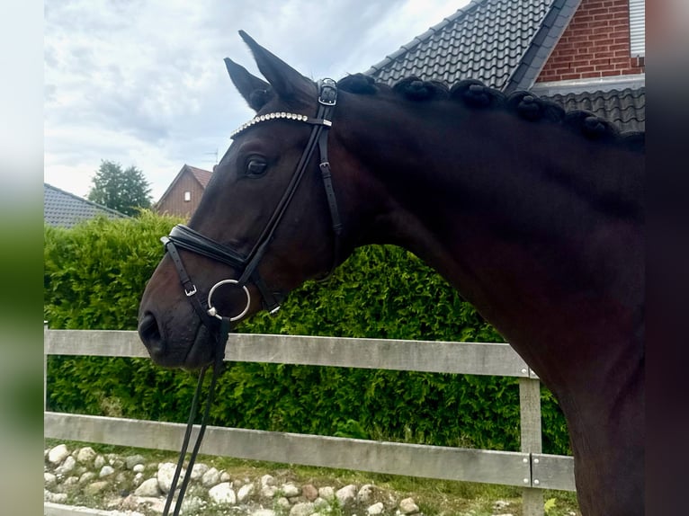 Hannoveraner Stute 5 Jahre 169 cm Schwarzbrauner in Bargstedt