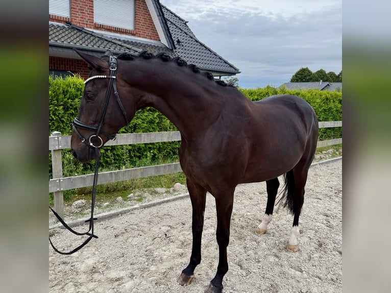 Hannoveraner Stute 5 Jahre 169 cm Schwarzbrauner in Bargstedt