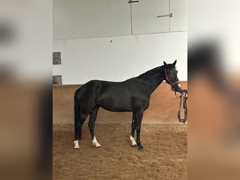 Hannoveraner Stute 5 Jahre 169 cm  in Borstel