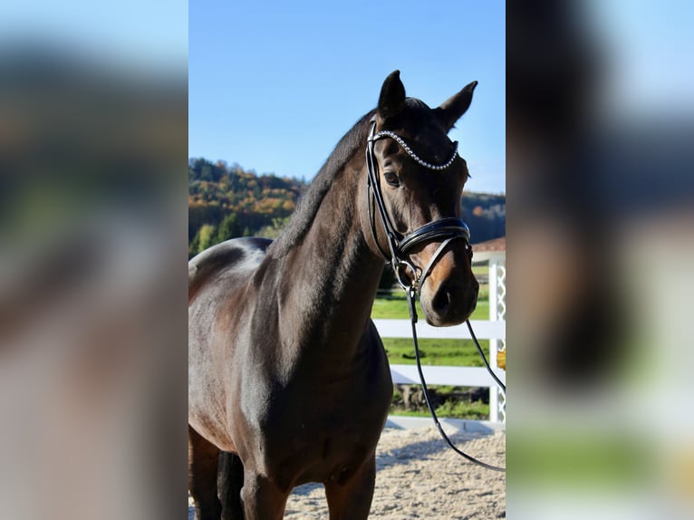 Hannoveraner Stute 5 Jahre 169 cm in Ebenweiler