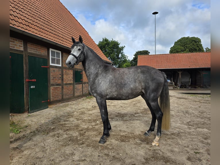 Hannoveraner Stute 5 Jahre 170 cm Apfelschimmel in Bleckede