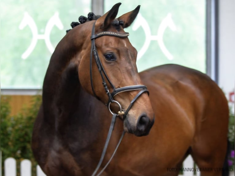 Hannoveraner Stute 5 Jahre 170 cm Brauner in Bassum