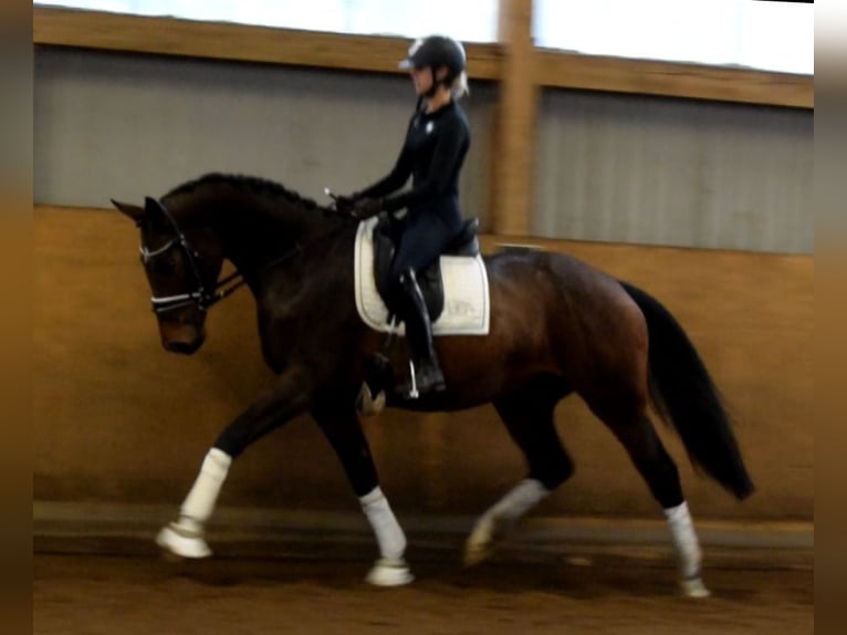 Hannoveraner Stute 5 Jahre 170 cm Brauner in Fredenbeck