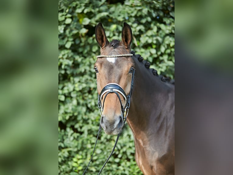Hannoveraner Stute 5 Jahre 170 cm Brauner in Verden (Aller)