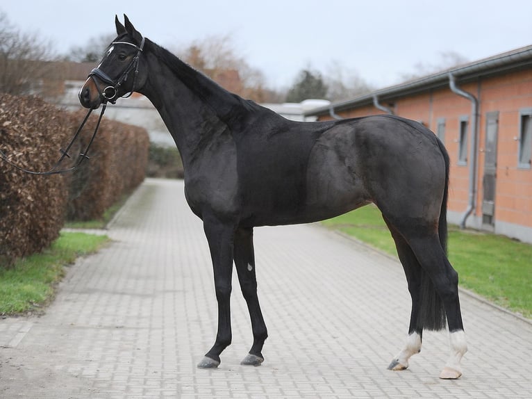 Hannoveraner Stute 5 Jahre 170 cm Brauner in Lindwedel