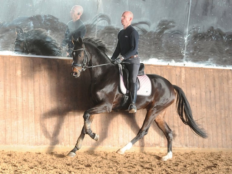 Hannoveraner Stute 5 Jahre 170 cm Brauner in Lindwedel