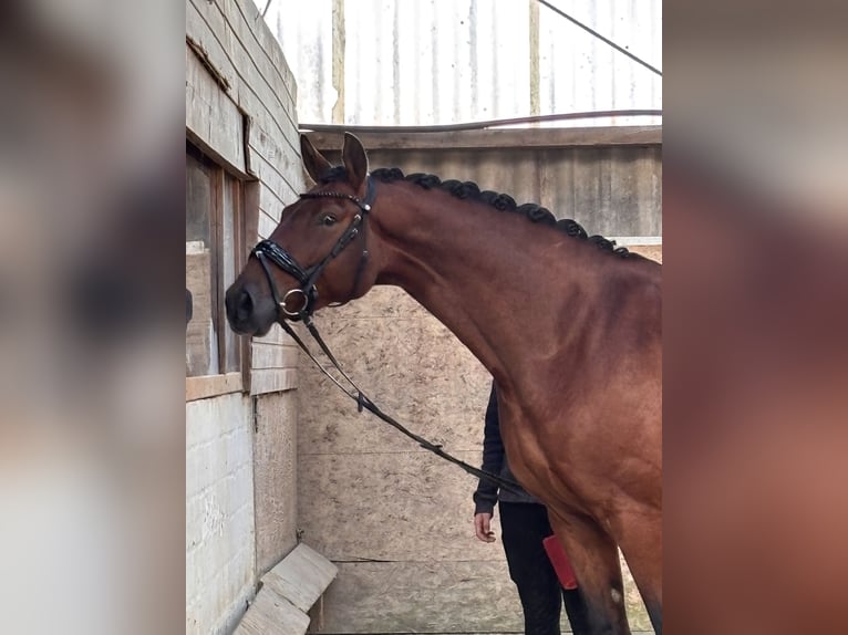 Hannoveraner Stute 5 Jahre 170 cm Brauner in Deinste
