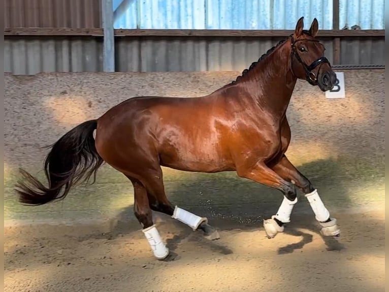 Hannoveraner Stute 5 Jahre 170 cm Brauner in Deinste