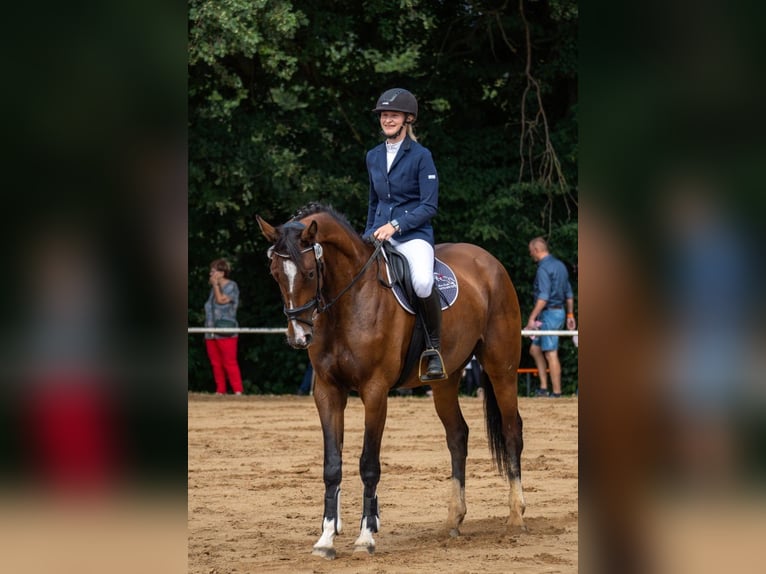 Hannoveraner Stute 5 Jahre 170 cm Brauner in D&#xF6;beln