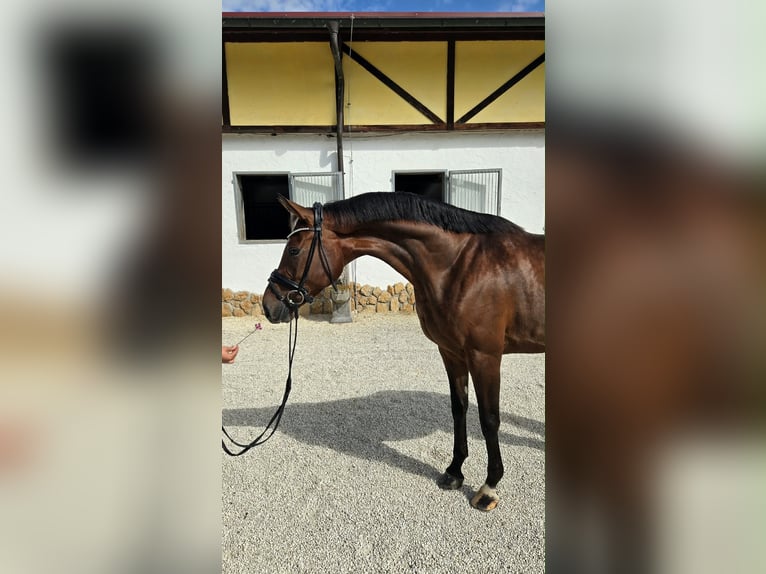 Hannoveraner Stute 5 Jahre 170 cm Dunkelbrauner in Tauberrettersheim