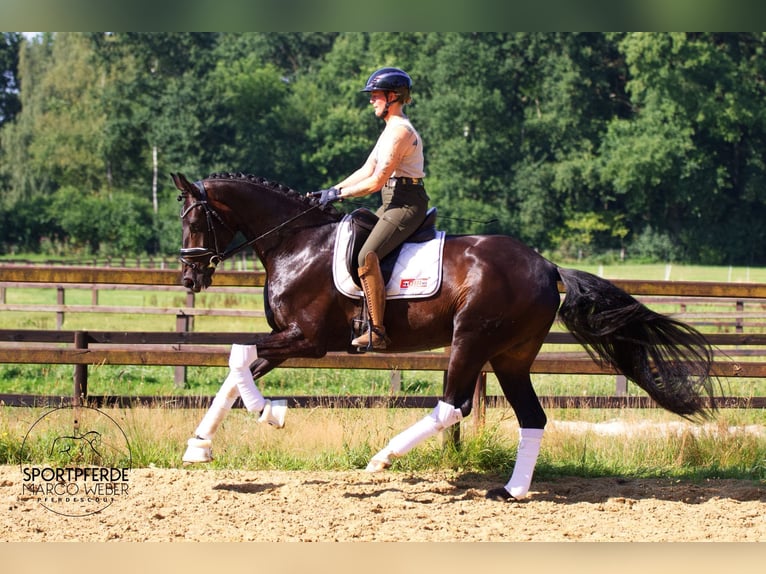 Hannoveraner Stute 5 Jahre 170 cm Dunkelbrauner in Walsrode