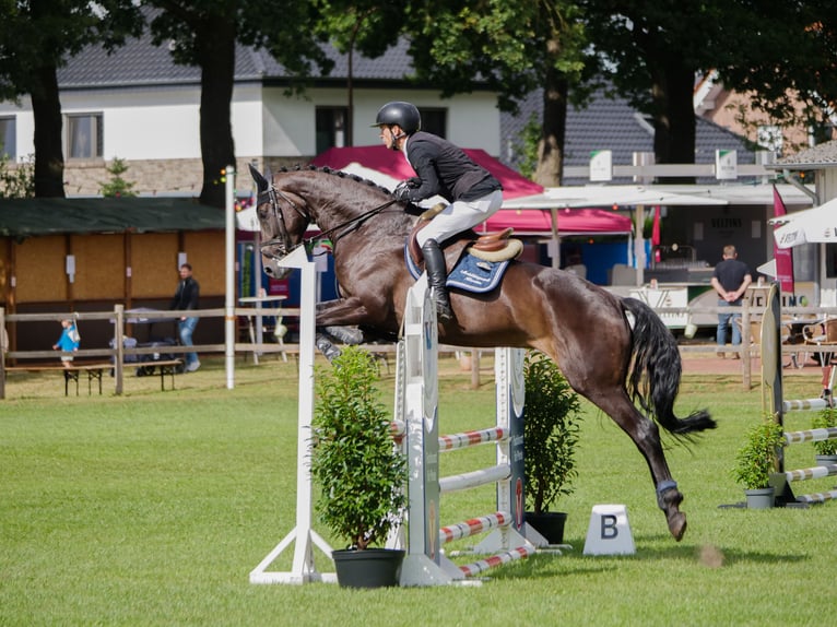Hannoveraner Stute 5 Jahre 170 cm Dunkelbrauner in Ankum