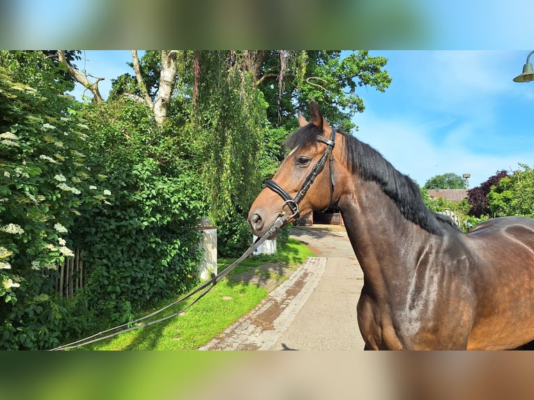 Hannoveraner Stute 5 Jahre 170 cm Dunkelbrauner in Gorleben