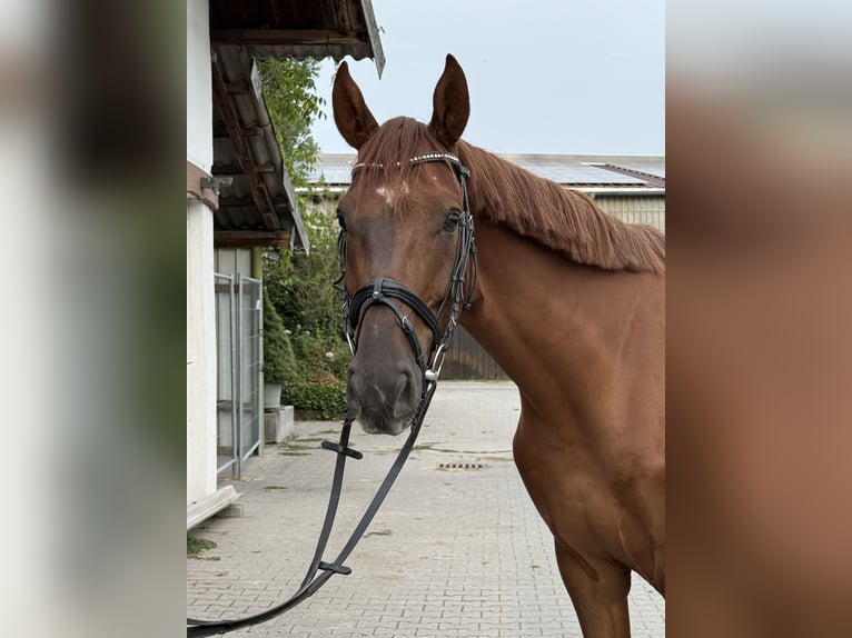 Hannoveraner Stute 5 Jahre 170 cm Dunkelfuchs in Viernheim