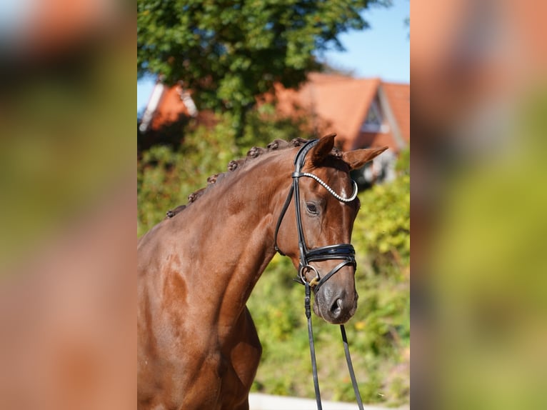 Hannoveraner Stute 5 Jahre 170 cm Dunkelfuchs in Hohenfelde
