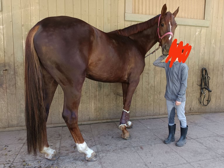 Hannoveraner Stute 5 Jahre 170 cm Dunkelfuchs in Wirtschaft